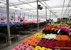 Sea of colors at Agriom.